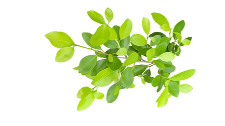 A cut out of Ficus benjamina leaves with clipping paths on a white background. The detailed structure and lush foliage are highlighted, emphasizing the tree's natural beauty and form.の写真素材