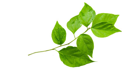 A precisely clipped Bougainvillea glabra leaf image with accurate clipping paths, set against a white background, capturing the leaf's vibrant texture and shape for seamless use in various design projects.の写真素材