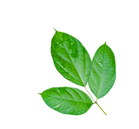 A cut-out of a tree top on a white background with clipping paths. The detailed structure and lush foliage are highlighted, emphasizing the tree's natural beauty and form.の写真素材