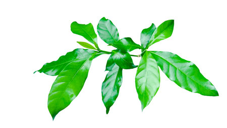 A cut out of Gardenia leaf with well-defined clipping paths, positioned on a white background, emphasizing the smooth texture and glossy surface for perfect integration into creative work.の写真素材