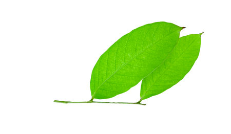 A cut-out of a tree top on a white background with clipping paths. The detailed structure and lush foliage are highlighted, emphasizing the tree's natural beauty and form.の写真素材