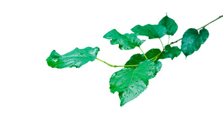 A cut out of Mulberry leaf with precise clipping paths, set against a white background, showcasing the leaf's unique shape and serrated edges for flawless use in graphic design.の写真素材
