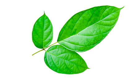 A cut-out of a tree top on a white background with clipping paths. The detailed structure and lush foliage are highlighted, emphasizing the tree's natural beauty and form.の写真素材