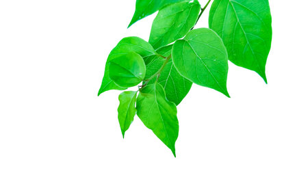A precisely clipped Bougainvillea glabra leaf image with accurate clipping paths, set against a white background, capturing the leaf's vibrant texture and shape for seamless use in various designs.の写真素材