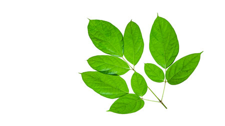 A cut-out of a tree top on a white background with clipping paths. The detailed structure and lush foliage are highlighted, emphasizing the tree's natural beauty and form.の写真素材
