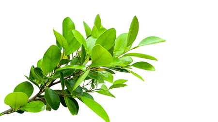 A cut out of Ficus benjamina leaves with clipping paths on a white background. The detailed structure and lush foliage are highlighted, emphasizing the tree's natural beauty and form.の写真素材