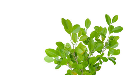 A cut out of Ficus benjamina leaves with clipping paths on a white background. The detailed structure and lush foliage are highlighted, emphasizing the tree's natural beauty and form.の写真素材