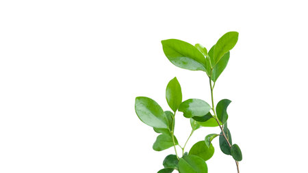 A cut out of Ficus benjamina leaves with clipping paths on a white background. The detailed structure and lush foliage are highlighted, emphasizing the tree's natural beauty and form.の写真素材