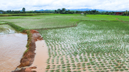 An image of damaged rice plants in a paddy field after flood water have receded, depicting the devastation left in the wake of a sudden flood.の写真素材