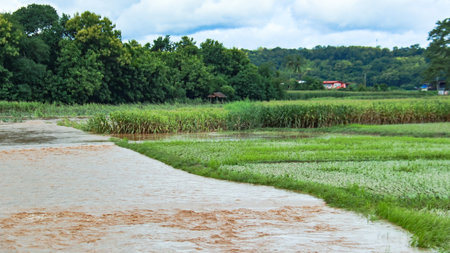 An image of damaged rice plants in a paddy field after flood water have receded, depicting the devastation left in the wake of a sudden flood.の写真素材
