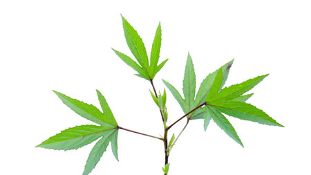 Cut out image of a Roselle leaf with defined clipping paths, placed on a crisp white background, emphasizing the distinct edges and veins for seamless use in creative projects.の写真素材