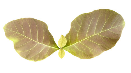 Teak leaves cut out with precise clipping paths, against clean white background, highlighting the leaf's detailed texture and characteristic shape for versatile design applications.の写真素材