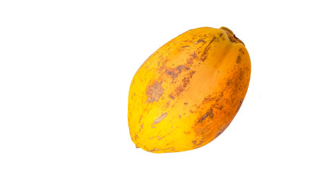 Cut out yellowish ripe coconut with clipping paths on white background.の写真素材