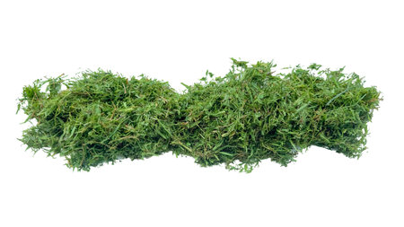 Cut out grass clippings from a lawnmower, set against a white background, with clipping paths to capture the texture and fragments for seamless integration into design projects.の写真素材
