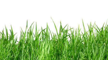 A cut-out of a clump of green tall grass on a white background with clipping paths. The detailed blades and natural texture are clearly visible beauty of nature.の写真素材