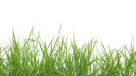 A cut-out of a clump of green tall grass on a white background with clipping paths. The detailed blades and natural texture are clearly visible beauty of nature.の写真素材