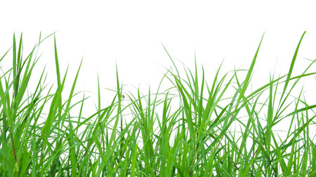A cut-out of a clump of green tall grass on a white background with clipping paths. The detailed blades and natural texture are clearly visible beauty of nature.の写真素材