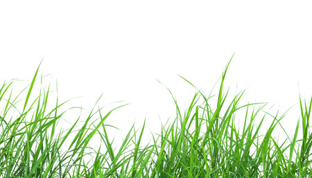 A cut-out of a clump of green tall grass on a white background with clipping paths. The detailed blades and natural texture are clearly visible beauty of nature.の写真素材
