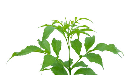 Cut out of tree leaves on a white background with clipping paths. The detailed structure and lush foliage are highlighted, emphasizing the tree's natural beauty and form.の写真素材
