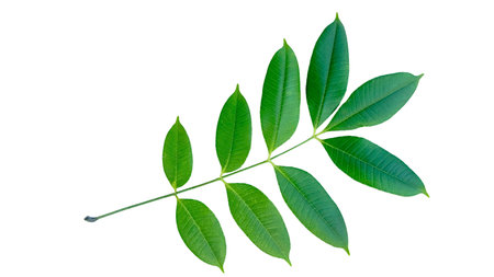 Cut out of tree leaves on a white background with clipping paths. The detailed structure and lush foliage are highlighted, emphasizing the tree's natural beauty and form.の写真素材