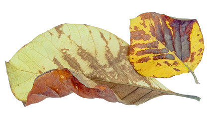 Cut out of teak leaf on a white background with clipping paths. The detailed veins and rich yellow color of the leaves are clearly visible, highlighting their natural texture and unique patterns.の写真素材