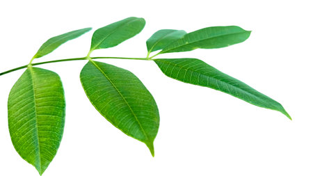 Cut out of tree leaves on a white background with clipping paths. The detailed structure and lush foliage are highlighted, emphasizing the tree's natural beauty and form.の写真素材