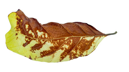 Cut out of teak leaf on a white background with clipping paths. The detailed veins and rich yellow color of the leaves are clearly visible, highlighting their natural texture and unique patterns.の写真素材