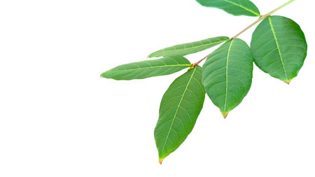 Cut out of tree leaves on a white background with clipping paths. The detailed structure and lush foliage are highlighted, emphasizing the tree's natural beauty and form.の写真素材