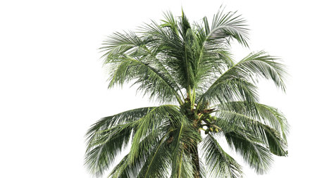 Cut out of tree leaves on a white background with clipping paths. The detailed structure and lush foliage are highlighted, emphasizing the tree's natural beauty and form.の写真素材