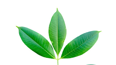 Cut out of tree leaves on a white background with clipping paths. The detailed structure and lush foliage are highlighted, emphasizing the tree's natural beauty and form.の写真素材