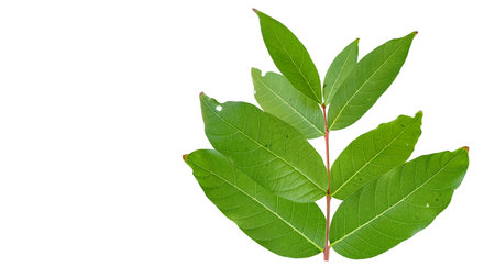 Cut out of tree leaves on a white background with clipping paths. The detailed structure and lush foliage are highlighted, emphasizing the tree's natural beauty and form.の写真素材