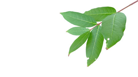 Cut out of tree leaves on a white background with clipping paths. The detailed structure and lush foliage are highlighted, emphasizing the tree's natural beauty and form.の写真素材