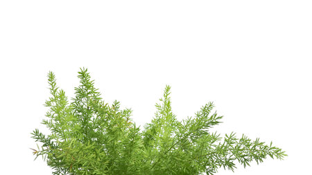 Cut out image of Asparagus Densiflorus âMyersâ with precise clipping paths, positioned against a white background, highlighting the lush foliage and structure for use in garden and interior design concepts.の写真素材