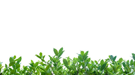 A cut out of Ficus benjamina leaves with clipping paths on a white background. The detailed structure and lush foliage are highlighted, emphasizing the tree's natural beauty and form.の写真素材