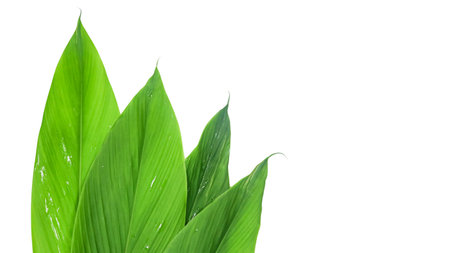 Cut out image of green turmeric leaf with detailed clipping paths, placed on a white background, capturing the leafâs unique shape and texture for seamless use in various projects.の写真素材