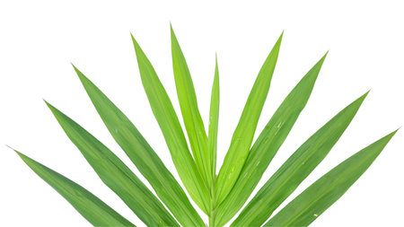 Cut out image of green ginger leaf with clipping paths, placed against a white background, capturing the leafâs elongated form and vibrant color for botanical and culinary themed projects.の写真素材