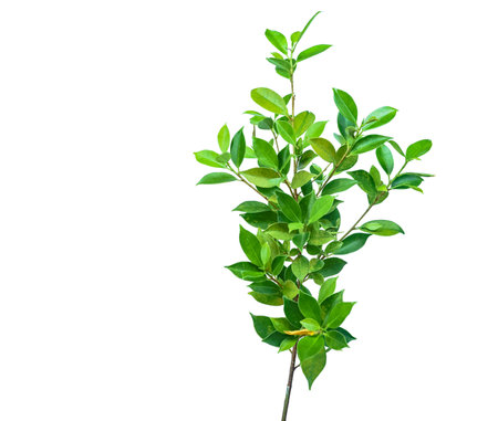 A cut out of Ficus benjamina leaves with clipping paths on a white background. The detailed structure and lush foliage are highlighted, emphasizing the tree's natural beauty and form.の写真素材