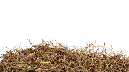 cut out image of lump of dry straw with clipping paths, against white background, highlighting the texture and individual strands for versatile design applications.の写真素材