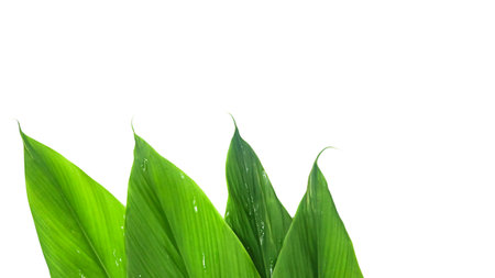 Cut out image of green turmeric leaf with detailed clipping paths, placed on a white background, capturing the leafâs unique shape and texture for seamless use in various projects.の写真素材