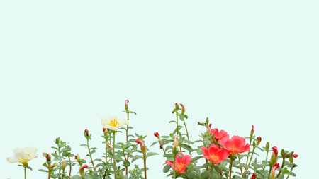 Cut out image of Portulaca flower (Moss Rose) with accurate clipping paths, set on a white background, showcasing its vibrant petals for perfect integration into floral designs.の写真素材