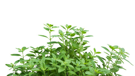 Cut out image of holy basil leaf with detailed clipping paths, set on a white background, emphasizing its distinct shape and veiny texture for culinary and herbal design uses.の写真素材