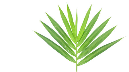 Cut out image of green ginger leaf with clipping paths, placed against a white background, capturing the leafâs elongated form and vibrant color for botanical and culinary themed projects.の写真素材