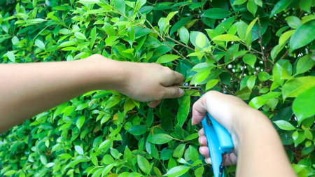 Hands holding pruning shears trimming tree branches concept of taking of patio and small garden, soft focusの写真素材
