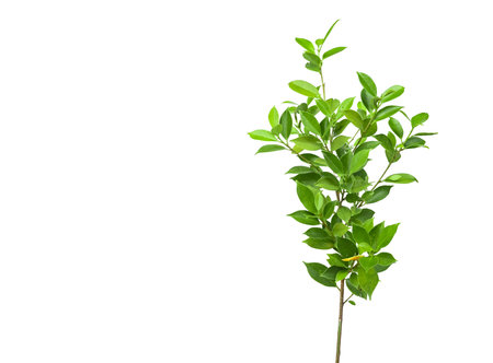 A cut out of Ficus benjamina leaves with clipping paths on a white background. The detailed structure and lush foliage are highlighted, emphasizing the tree's natural beauty and form.の写真素材