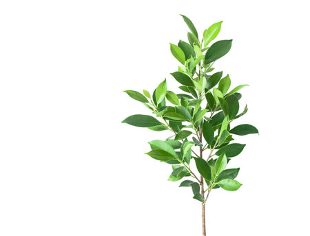 A cut out of Ficus benjamina leaves with clipping paths on a white background. The detailed structure and lush foliage are highlighted, emphasizing natural beauty and form of trees.の写真素材