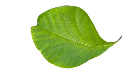 Cut out of teak leaf on a white background with clipping paths. The detailed veins and rich green color of the leaves are clearly visible, highlighting their natural texture and unique patterns.の写真素材