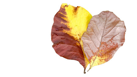 Cut out of teak leaf on a white background with clipping paths. The detailed veins and rich yellow color of the leaves are clearly visible, highlighting their natural texture and unique patterns.の写真素材