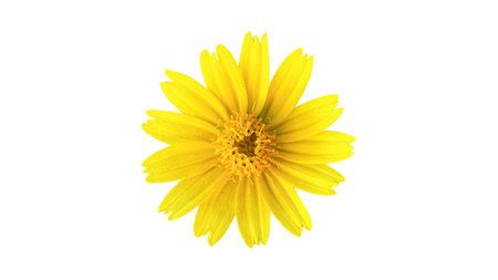 Cut out image of Helianthella castanea flower with clipping paths, set against a white background, showcasing the bright yellow petals and detailed structure for seamless use in design projects.の写真素材