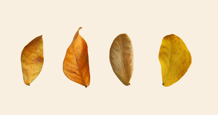 Cut out dried Rain tree leaves with clipping paths on white background, brown color of the detailed leaves can use in various designs.の写真素材