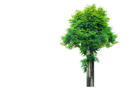 Cut out of tree on white background with clipping paths. The detailed structure and lush foliage are highlighted, emphasizing natural beauty and form of treesの写真素材